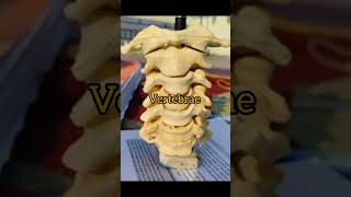 vertebrae humananatomy bone medico [upl. by Danella]