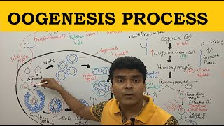 Oogenesis in Hindi  Oogenesis Process  Phases of Oogenesis  Oogenesis Class 12 NEET BSc BPharma [upl. by Lyrred346]