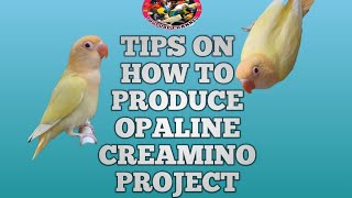 TIPS HOW TO PRODUCE OPALINE CREAMINO PROJECT [upl. by Aufa411]