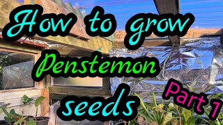 How to grow penstemon from seed part 1 Guaranteed results every time [upl. by Luz448]