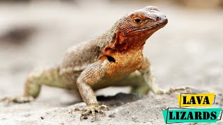 Lava Lizards  Masters of the Volcanic Ecosystem [upl. by Markiv845]