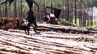 Logging Delimbing Pulp Wood With 384 Prentice [upl. by Ki]