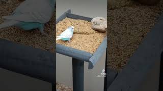 Parkieten die aan het eten is birds budgiesparakeet birdfeed holland parakeetsbirdtalking [upl. by Hanley]