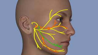 Understanding Facial Palsy [upl. by Ayikur]