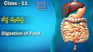 జీర్ణ వ్యవస్థ  Digestion of Food  Digestion and Absorption  Class 11 Biology  Studious Telugu [upl. by Hengel]