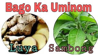 Amazing Benefits of Ginger And Sambong that No One Drink [upl. by Ot]