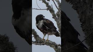 Whitetailed Hawk preens [upl. by Dnomyaw647]