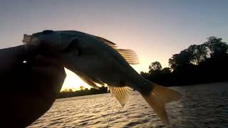 Macleay River Bass [upl. by Sordnaxela]