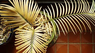 CYCAS PALM RESCUE Yellow leaves and 0 growth for 3 YEARS  whats wrong [upl. by Nesila]