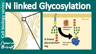 N linked glycosylation [upl. by Mure103]