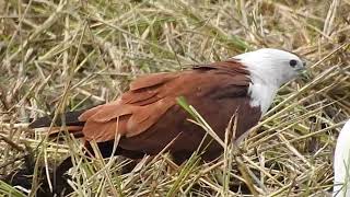 Brahminy Kite eating [upl. by Andros]