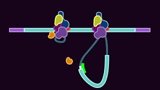 Modifying RNA Splicing with Morpholino Oligos [upl. by Ile]