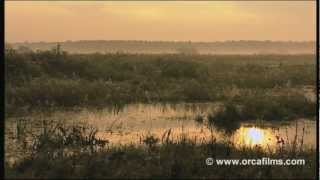 Hoffnung für das Moor  Im Schwäbischen Donaumoos Naturfilm Part1 [upl. by Ehcsrop307]