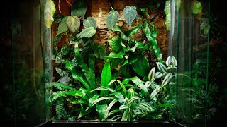 Rainforest Bioactive Terrarium Build quotFlying Frogsquot  Electra Snow [upl. by Anigriv]