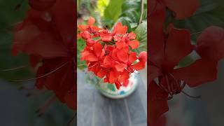 घर की बाउंड्री वॉल पर लगाने के लिए बेहतरीन फूलों की बेल  Flaming glorybower Clerodendrum splendens [upl. by Eustache]