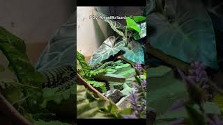 Cute timelapse of my armadillo lizards Ouroborus cataphractus reptiles lizard armadillolizard [upl. by Nailluj798]