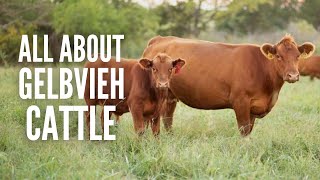 Gelbvieh Cattle Everything You Should Know [upl. by Yelrac]