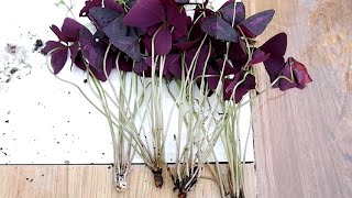 How to Divide and Propagate Oxalis Triangularis  Care Tips Purple Shamrock [upl. by Nnairahs11]