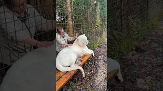 Will a white tiger only have white cubs  lion tiger whitetiger normandie caressedetigre [upl. by Reiner982]