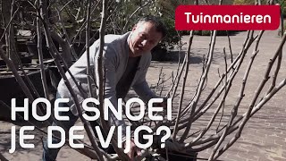 De vijgenboom snoeien hoe doe je dat  Tuinmanieren [upl. by Zemaj]