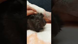 Baby Guinea Pig Wheeking and Squeaking 🥰 SO CUTE guineapignoises [upl. by Nealey781]