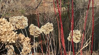 12 Deciduous Native Plants for Winter Interest [upl. by Lanita]