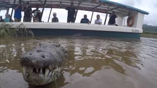 Crocodile nearly eats man in Costa Rica [upl. by Naillil562]