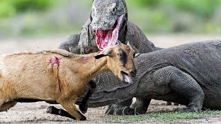 Komodo Dragons  Scary Moment Giant Komodo Dragon Brutally Attacks deer  Komodo Dragon Eats Deer [upl. by Sukramal]