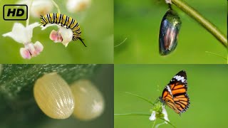 Life cycle of a butterfly 4k HD  From eggs to full grown butterflies  Hugs of life [upl. by Ciryl425]