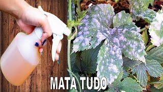 Mata Fungos Oídio e Mofo nas plantas Receita rápida sem gastar nada [upl. by Ilaire941]