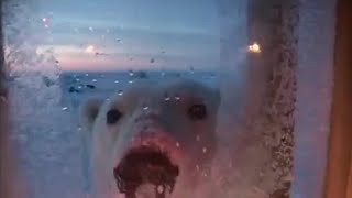 Polar Bear Encounter  Planet Earth  BBC Earth [upl. by Rola]