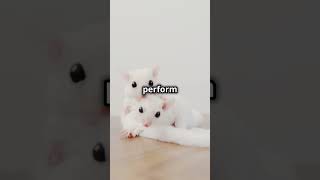 Mices Secret Songs 🐭🎶 facts trending viral youtube shorts [upl. by Eirual]