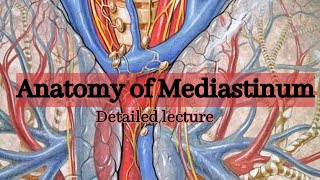 Anatomy of Mediastinum BD chaurasia detailed lecture [upl. by Godding400]