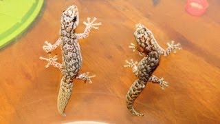 Marbled Geckos  Trio [upl. by Ayifas561]