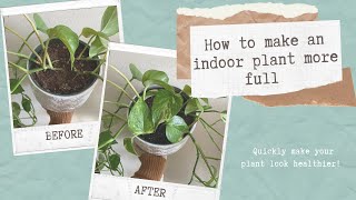 How to Make Pothos Bushier  Helpful Tips to Make Pothos Fuller [upl. by Plossl]