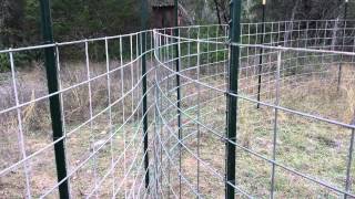 Texas hog trapping G style trap [upl. by Dennett]