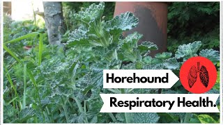 🌿 Unleashing the Power of Horehound The Ultimate Herbal Remedy for Wellness [upl. by Ilzel]