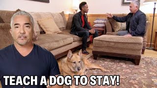 How To Solve Your Dogs Separation Anxiety  Dog Nation Episode 4  Part 2 [upl. by Eph]