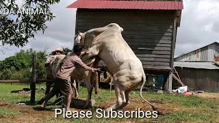 How To Breds Cows In Brazil  Amazing Man Breed Cow Naturally In Country [upl. by Eserahs]