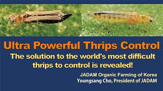 Ultra Powerful Thrips Control Solution The worlds most uncontrollable thrips solution JADAM [upl. by Enytsirhc]