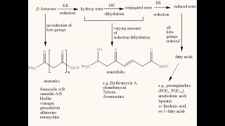 Acetate Pathway l Chemistry of Natural Products I Structural descriptionFatty acid Synthesis [upl. by Hollis241]