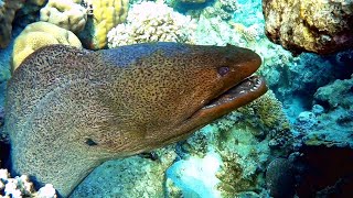 Giant moray Gymnothorax javanicus  teeth Гигантская мурена  зубы [upl. by Royden]