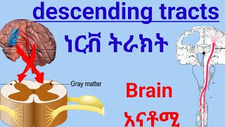 Descending tracts of Spinal Cord anatomy spinalcord nervoussystem ህብለ ሰረሰር ነርቭ ትራክት ሲስተም [upl. by Anitteb]