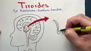 Endocrinología  Tiroides  Hormonas tiroideas Fisiologia e Histología [upl. by Langham]