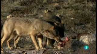 LOBO IBERICO El lamento del Lobo [upl. by Fagen]