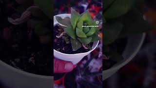 haworthia cymbiformis 💓sorts keşfet gardenplants sort [upl. by Aramac]