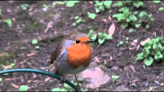 UK Robin songand Alarm call [upl. by Aneelas]