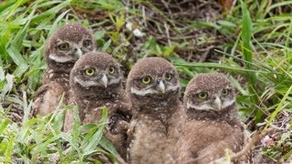 May 2013 Burrowing Owl Update [upl. by Aniv830]