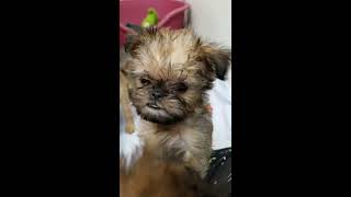 Brussels Griffon puppies morning playtime [upl. by Llertac]