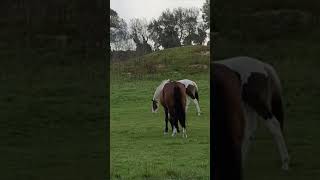 So Beautiful horses 1 new generation [upl. by Acimot]